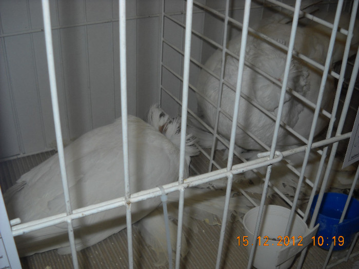 Picture 617