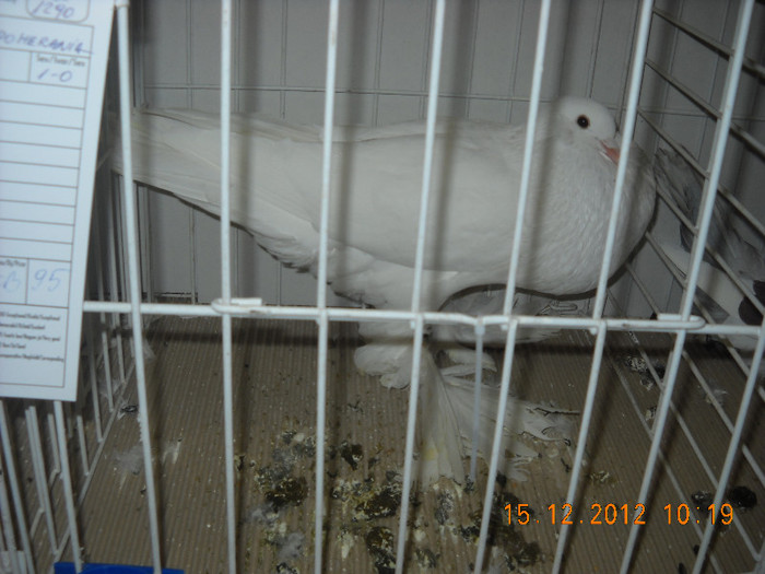 Picture 619