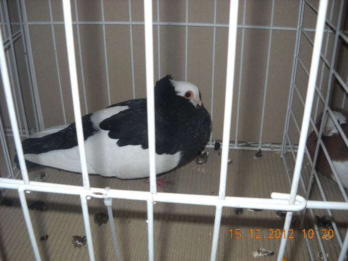 Picture 622