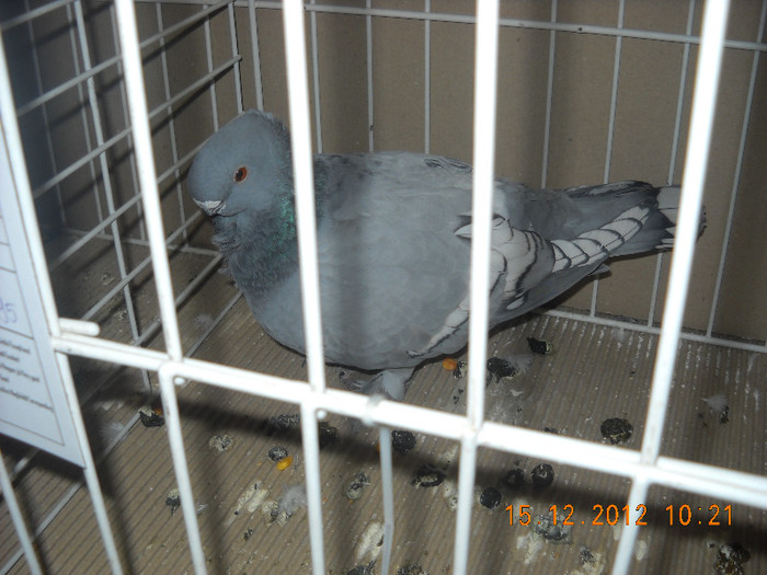 Picture 629