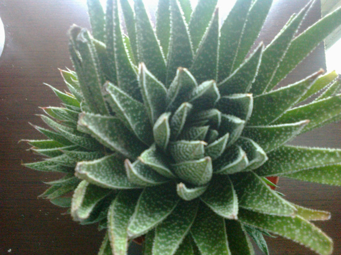 aloe  aristata  2 - Cactusi si suculente