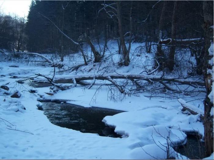 coborând Gutâiul spre Sighet...