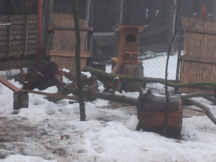 DSCN0249 - Rate mandarine caroline si pitice zwergenten