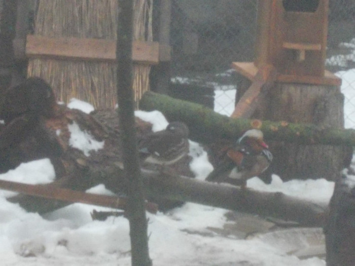 DSCN0250 - Rate mandarine caroline si pitice zwergenten