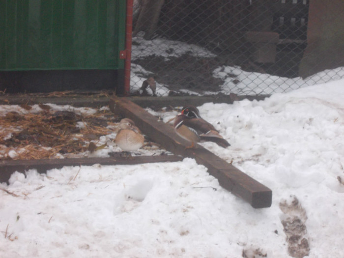 DSCN0251 - Rate mandarine caroline si pitice zwergenten