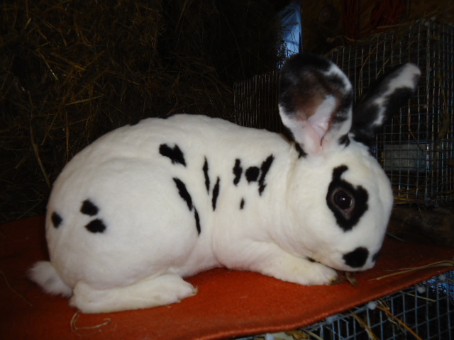 Rex Dalmatian 1.0 - 96 p