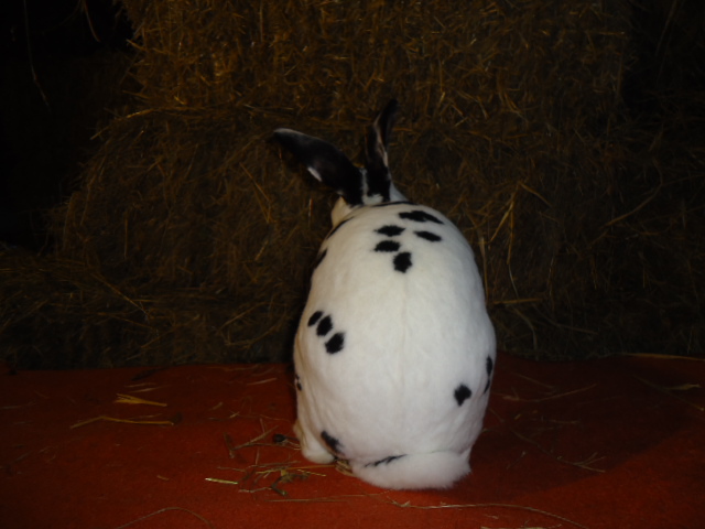 Rex Dalmatian 1.0 - 96 p