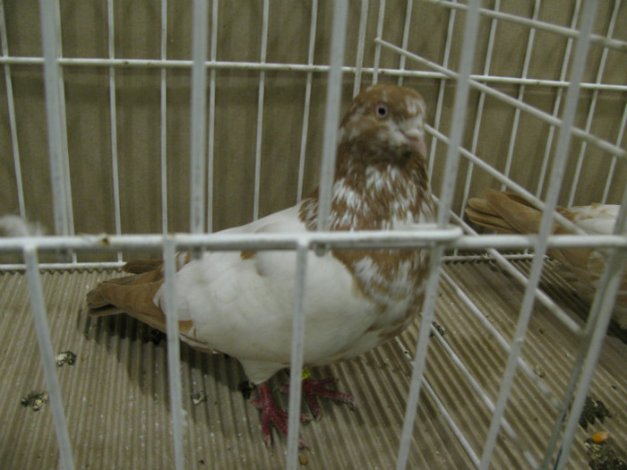 IMG_6780 - Tippleri concurenti