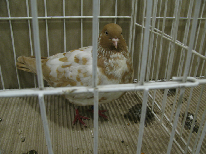 IMG_6781 - Tippleri concurenti