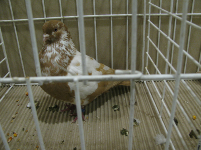 IMG_6783 - Tippleri concurenti