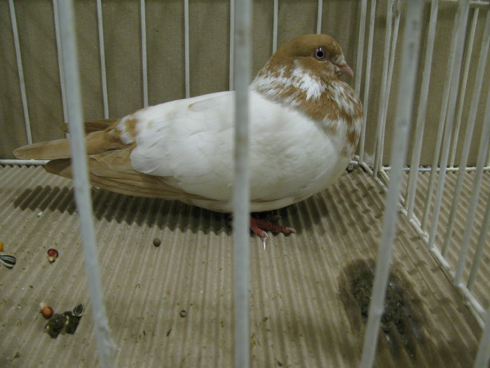 IMG_6784 - Tippleri concurenti