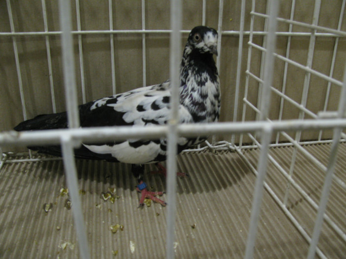 IMG_6785 - Tippleri concurenti