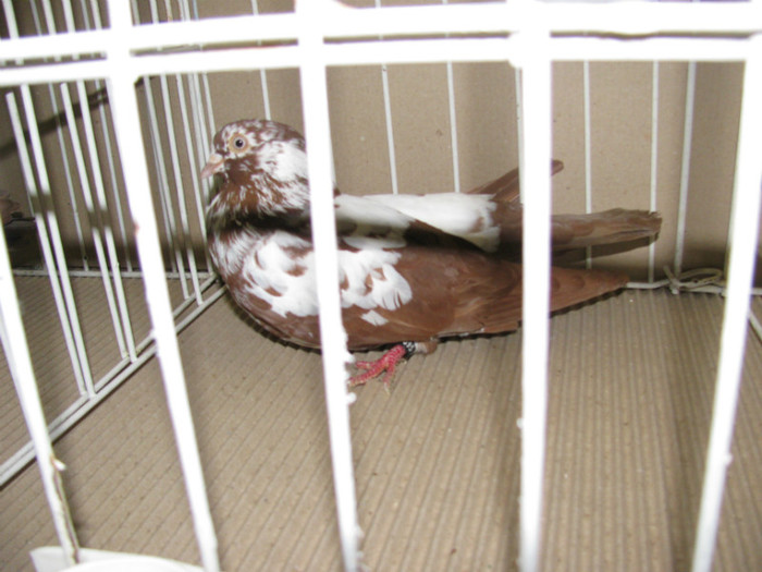 IMG_6862 - Tippleri concurenti