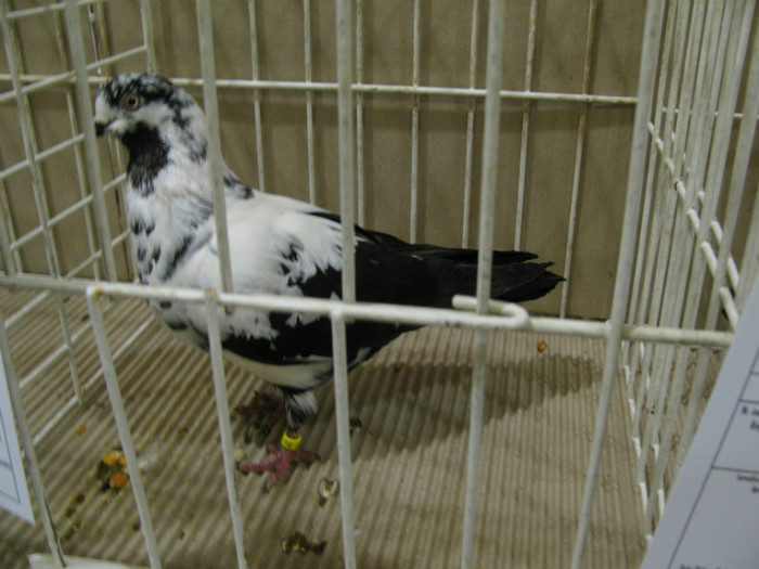 IMG_6880 - Tippleri concurenti