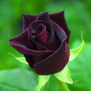 rosier black baccara