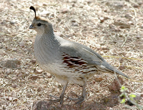 FEMELA GAMBELLI - PREPELITE EXOTICE