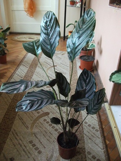 calathea ornata "Sandriana"