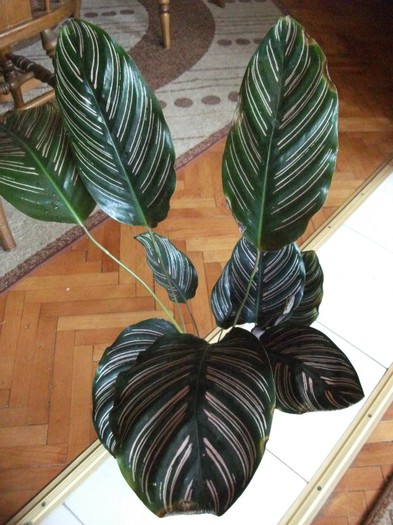 picture 388 - Calathea