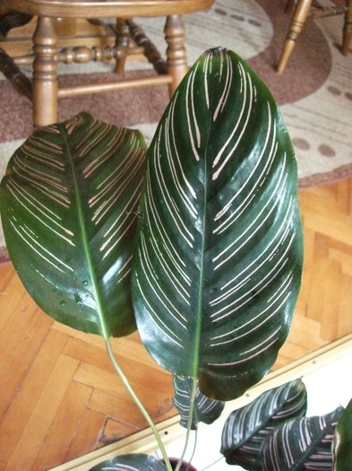 picture 390 - Calathea