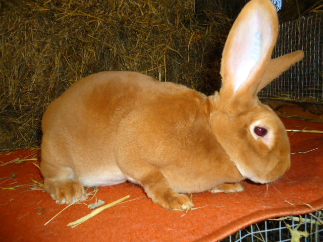 Rex Galben femela -95,5 p