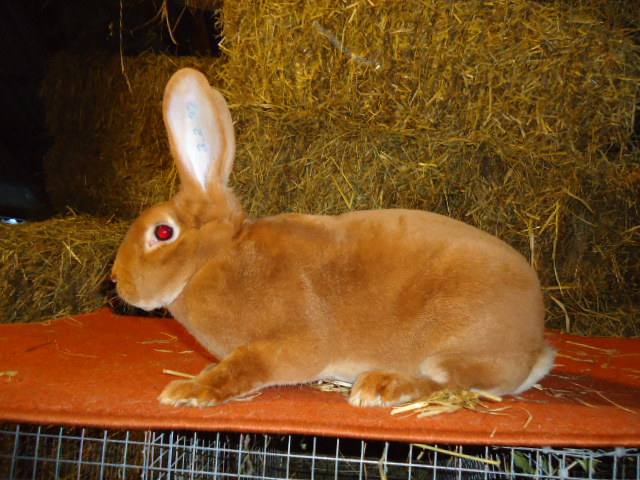 Rex Galben femela -95,5 p