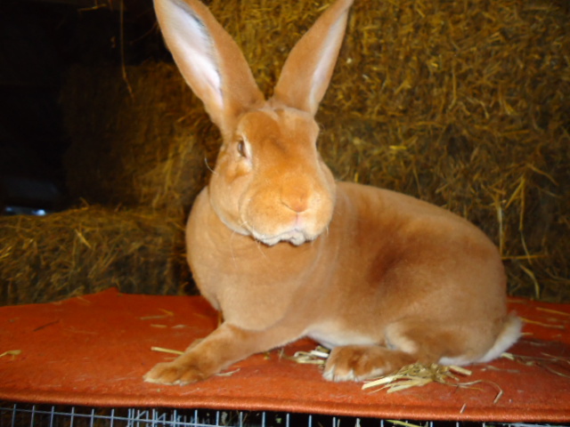 Rex Galben femela -95,5 p