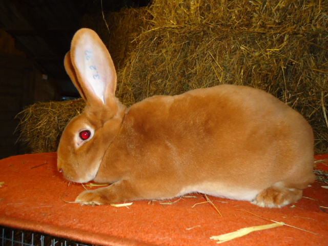 Rex Galben femela -95,5 p