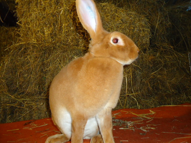 Rex Galben femela -95,5 p