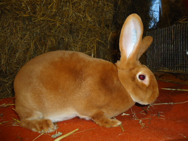 Rex Galben femela -95,5 p