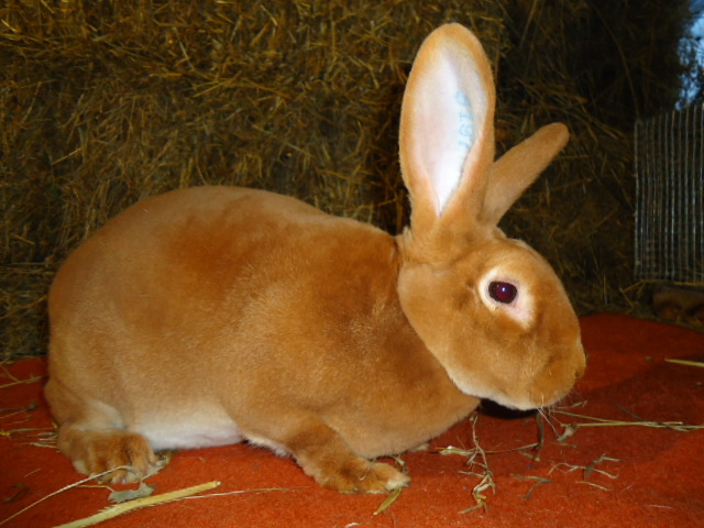 Rex Galben femela -95,5 p