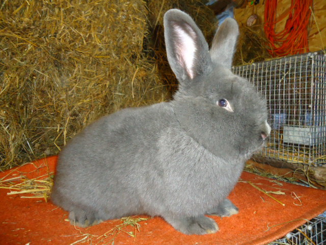 Vienez Albastru 1.0 - 96 p