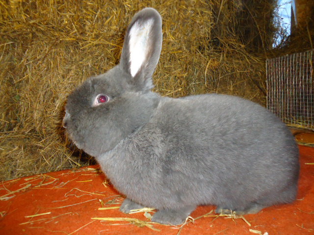 Vienez Albastru 1.0 - 96 p