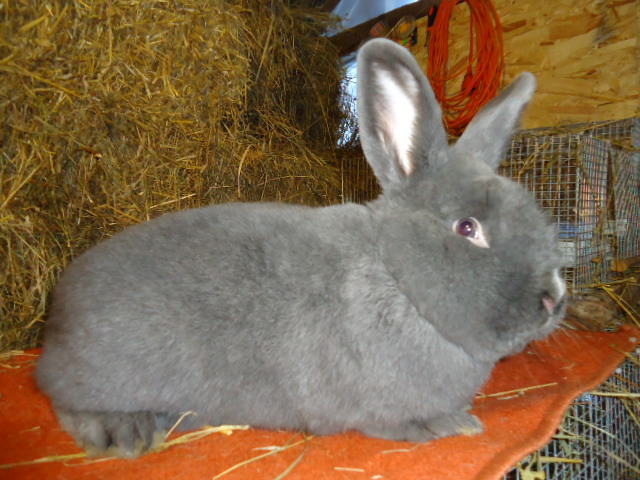 Vienez Albastru 1.0 - 96 p