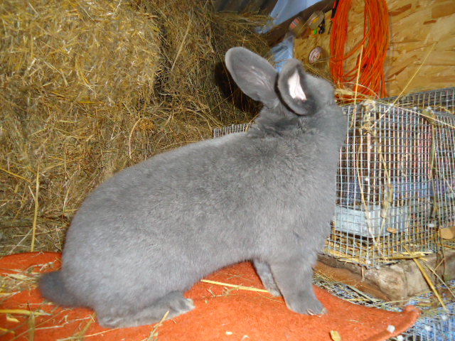 Vienez Albastru 1.0 - 96 p