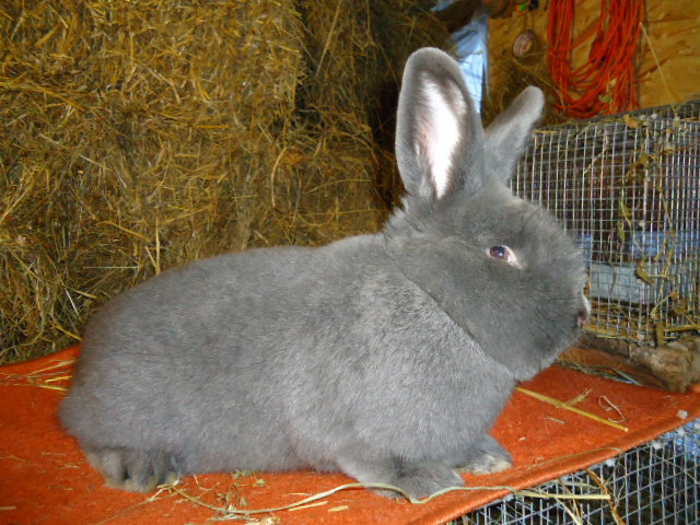 Vienez Albastru 1.0 - 96 p