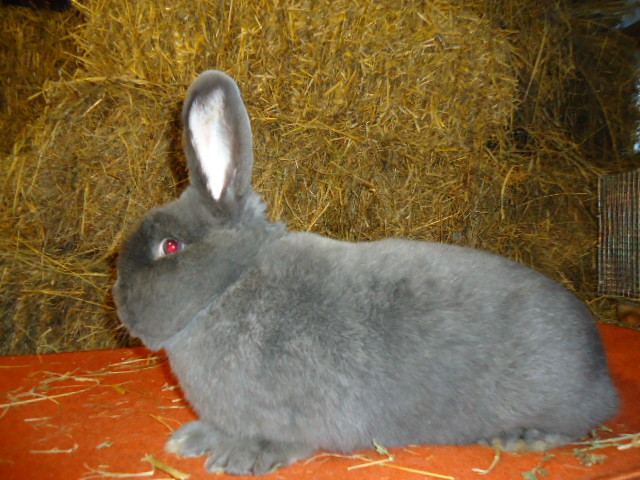 Vienez Albastru 1.0 - 96 p