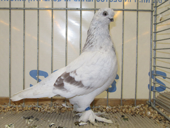 N - Expozitia nationala a Germaniei decembrie 2012