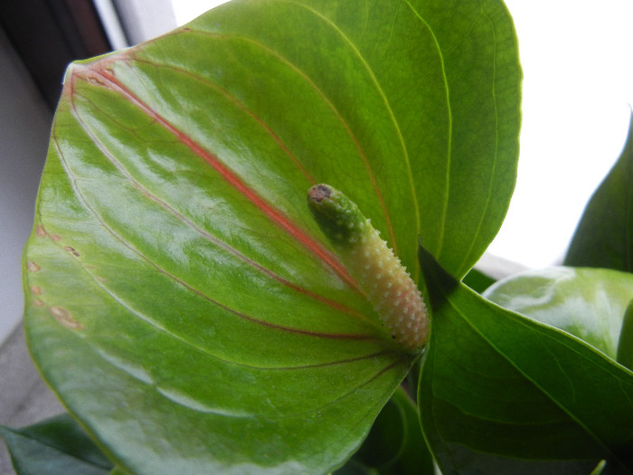 Anthurium Marmoratum (2012, Dec.16) - Anthurium Marmoratum