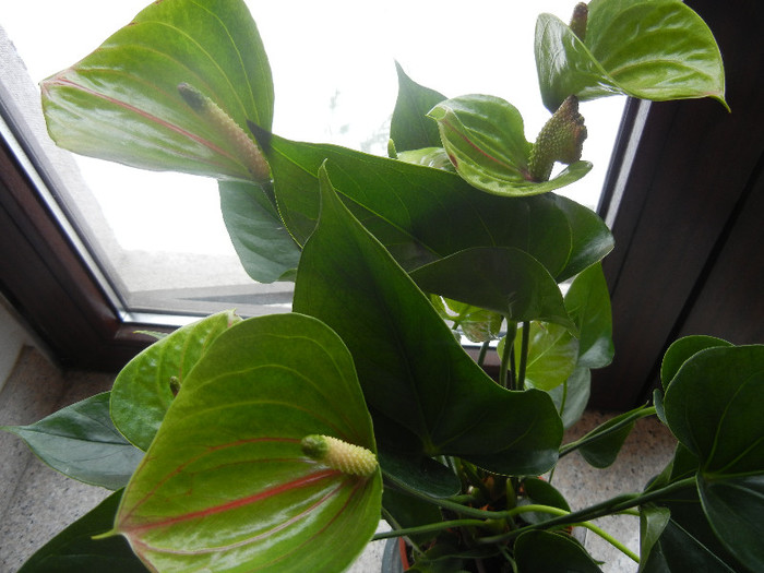 Anthurium Marmoratum (2012, Dec.16) - Anthurium Marmoratum