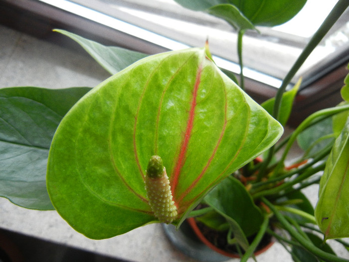 Anthurium Marmoratum (2012, Dec.16) - Anthurium Marmoratum