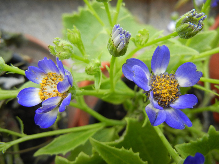 Florist`s Cineraria (2012, December 15) - Pericallis x hybrida Blue