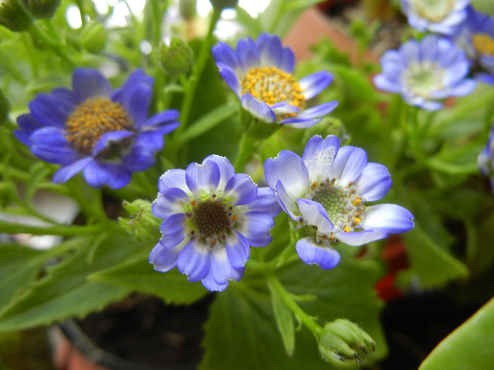 Pericallis x hybrida Blue (2012, Dec.15)