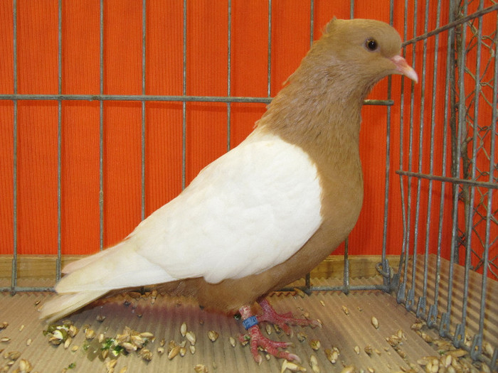 N - Expozitia nationala a Germaniei decembrie 2012
