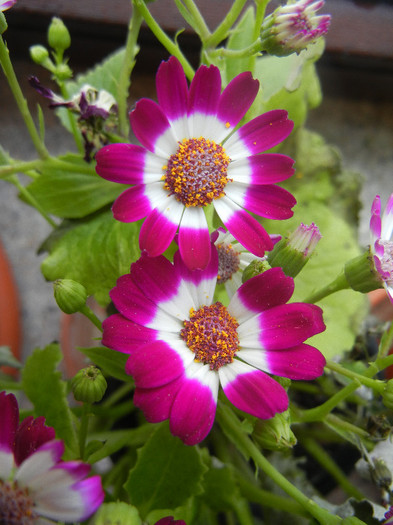 Pericallis x hybrida Fucshia (`12, Dec.15)