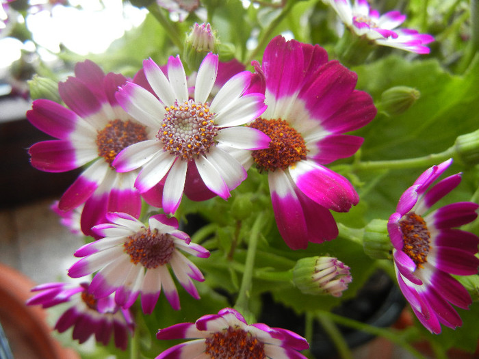 Pericallis x hybrida Fucshia (`12, Dec.15)