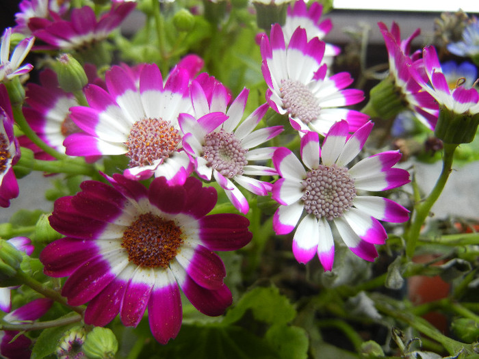 Pericallis x hybrida Fucshia (`12, Dec.16)