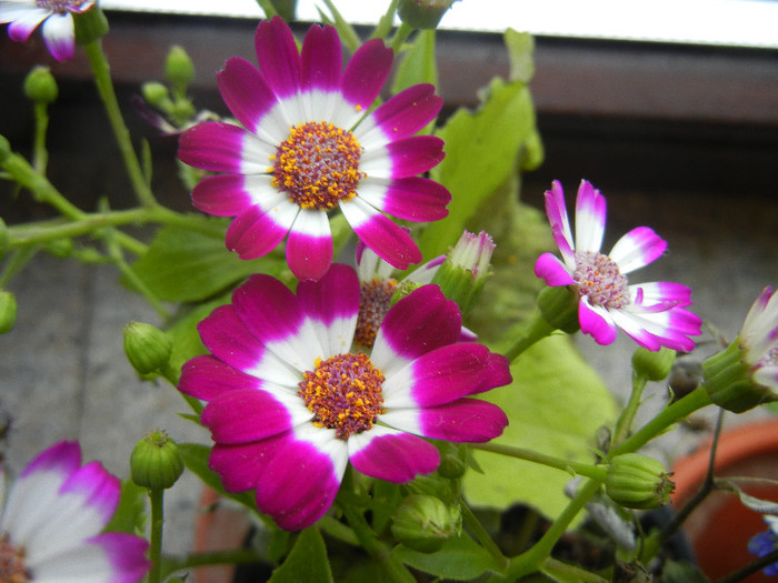 Pericallis x hybrida Fucshia (`12, Dec.16) - Pericallis x hybrida Fuchsia