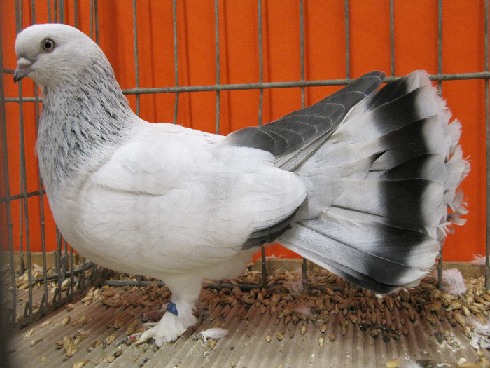 N - Expozitia nationala a Germaniei decembrie 2012
