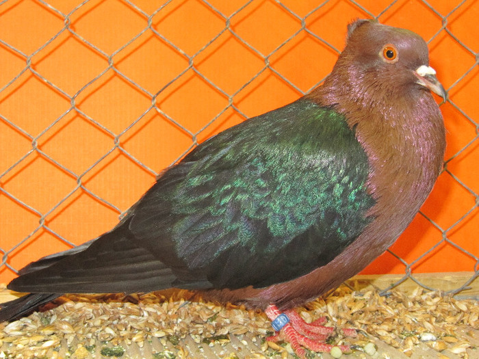 N - Expozitia nationala a Germaniei decembrie 2012
