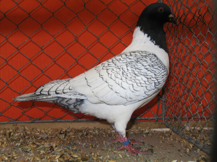 N - Expozitia nationala a Germaniei decembrie 2012